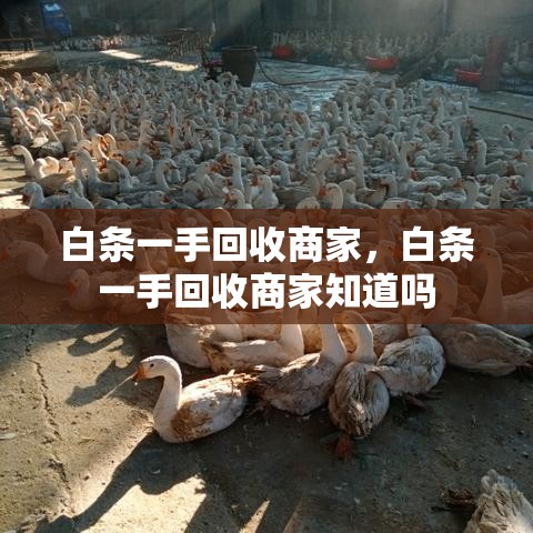 白条一手回收商家，白条一手回收商家知道吗