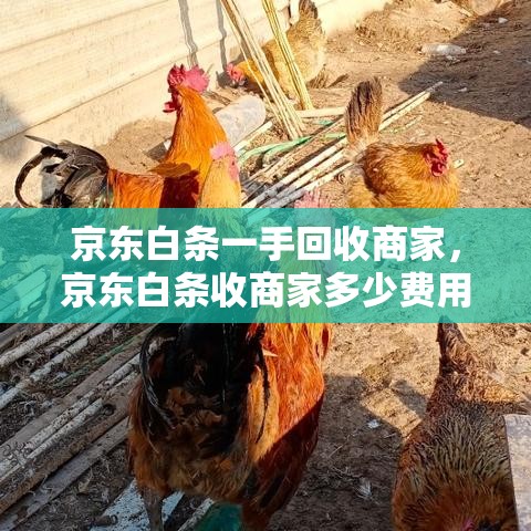 京东白条一手回收商家，京东白条收商家多少费用