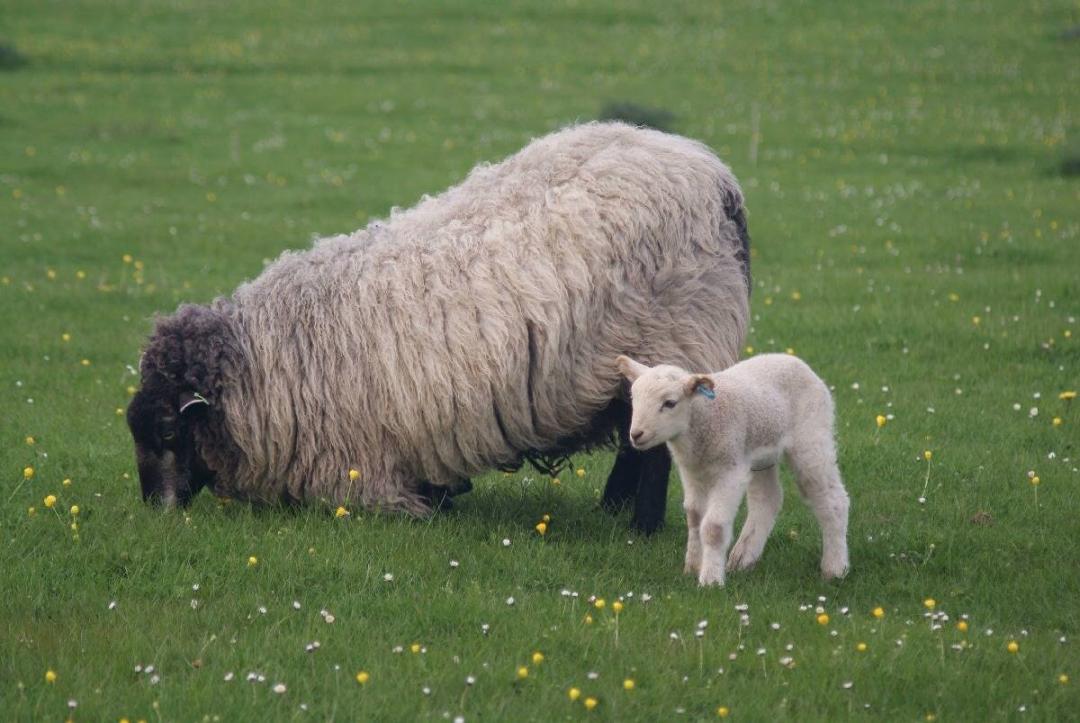 翻译机2025销量排行榜，翻译机测评