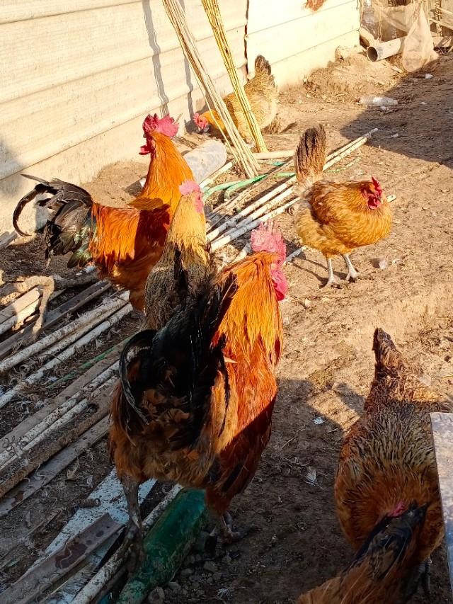 京东白条一手回收商家，京东白条一手回收商家能看到吗