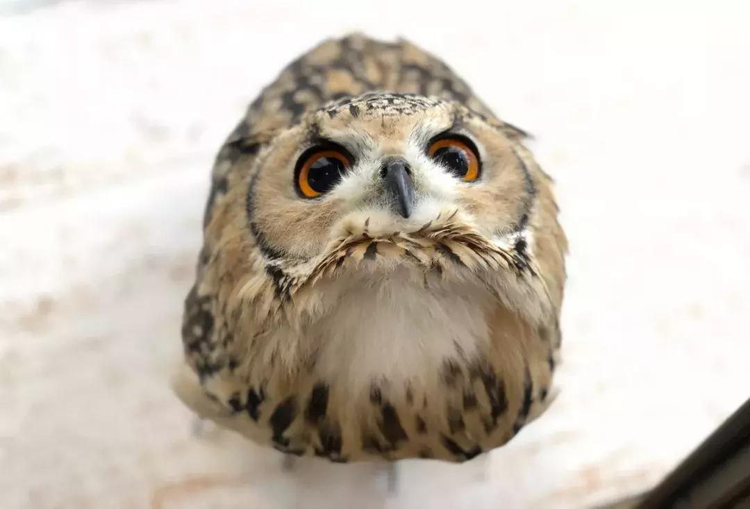 2025宠物博主排行榜前十名2025年为什么宠物独立站是卖家的最佳选择？宠物博主起什么名字