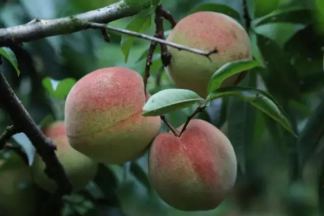 2025年搬砖游戏排行榜,2025网游搬砖界三巨头排行榜（2020年搬砖游戏）